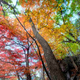 Illustration for article titled 40 Stunning Photos Of Fall Foliage